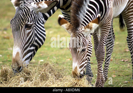 Des zèbres au parc animalier de Whipsnade UK Bedfordshire Banque D'Images