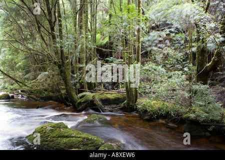 Frankling Gordon Wild Rivers Park Nelson Falls Tamania Banque D'Images