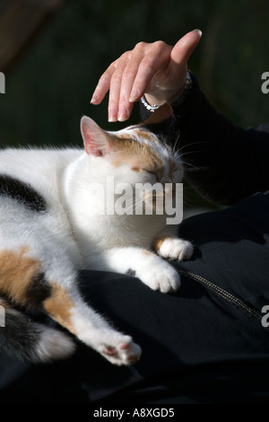 CAT d'être caressé, ASSIS SUR TOUR DE FEMME DANS UN JARDIN Banque D'Images