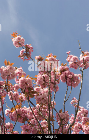 Fleur de cerisier en fleurs sur une chaude après-midi de printemps contre un ciel bleu clair Banque D'Images