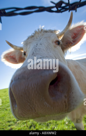 Vache charolaise (Bos taurus domesticus) en Auvergne. Vache (Bos taurus domesticus) de race Charolaise en Auvergne. Banque D'Images