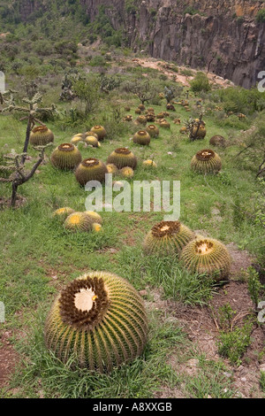 Golden barrel cactus (bateau à quille) et Opuntia imbricata (Mexique) coussins de belle-mère et Opuntia imbricata. Mexique Banque D'Images