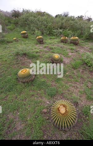 Chocs-et-gravé golden barrel cactus (bateau à quille). Le Mexique. Coussins de belle-mère ayant résisté à un brûlis. Banque D'Images