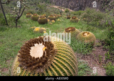 Golden barrel cactus (bateau à quille) et tree cholla (Mexique). Coussins de belle-mère et Opuntia imbricata (Mexique). Banque D'Images