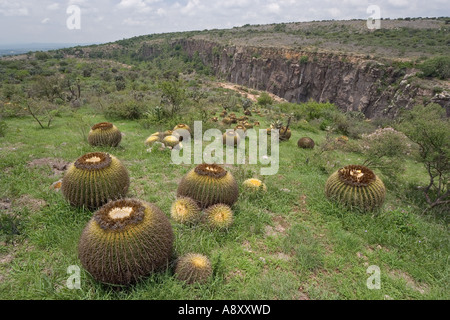 Golden barrel cactus (bateau à quille). Le Mexique. Cactus coussins de belle-mère. Mexique. Banque D'Images