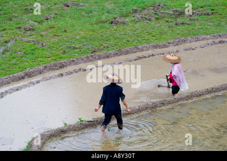 Les agriculteurs chinois l'homme et la femme portant des chapeaux traditionnels Riz Plantiing Zhongliu Chine Longsheng Village Banque D'Images