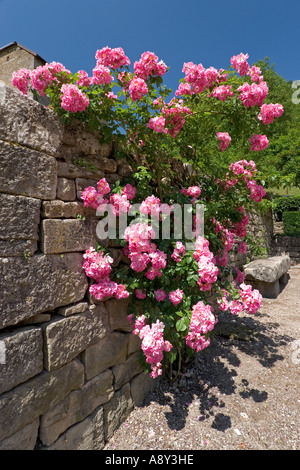 Chien-rose sur un mur en pierre de la région de Beaume-les-Messieurs. Eglantier devant un mur de pierre à Baume-les-Messieurs. Banque D'Images