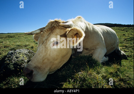 Vache charolaise (Bos taurus domesticus) en Auvergne. Vache (Bos taurus domesticus) de race Charolaise en Auvergne. Banque D'Images