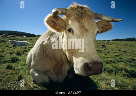 Vache charolaise (Bos taurus domesticus) en Auvergne. Vache (Bos taurus domesticus) de race Charolaise en Auvergne. Banque D'Images