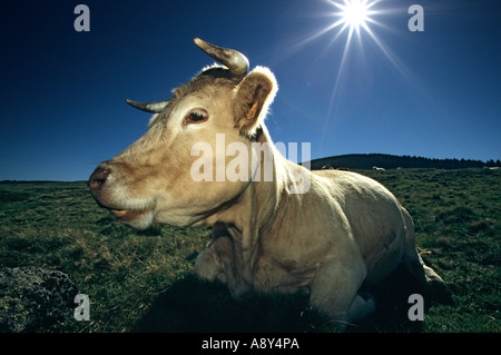 Vache charolaise (Bos taurus domesticus) en Auvergne. Vache (Bos taurus domesticus) de race Charolaise en Auvergne. Banque D'Images