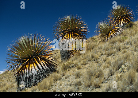 Puyas Raimondi (Puya sp) sur le site de Winchus (Pérou). Puyas Raimondi (Puya sp) sur le site de Winchus (Pérou). Banque D'Images