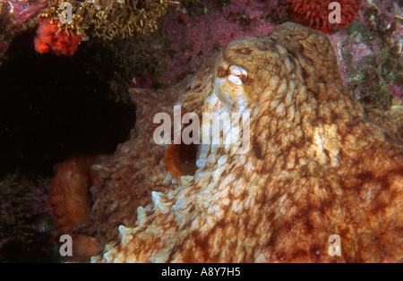 Pieuvre géante du Pacifique Nord assis sur le bas . Le nom d'espèce est Octopus dofleini - une espèce plus grande pieuvre Banque D'Images