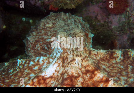 Pieuvre géante du Pacifique Nord assis sur le bas . Le nom d'espèce est Octopus dofleini - une espèce plus grande pieuvre Banque D'Images