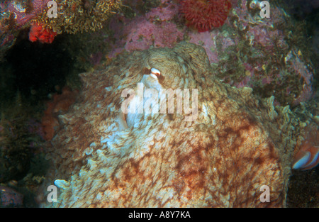 Pieuvre géante du Pacifique Nord assis sur le bas . Le nom d'espèce est Octopus dofleini - une espèce plus grande pieuvre Banque D'Images