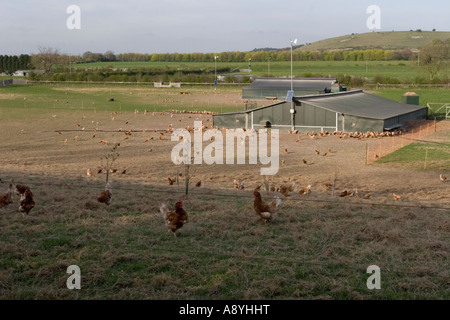 Freerange ferme Poulet Tring Herts Banque D'Images