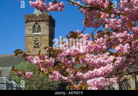 Dh cathédrale de Dunblane DUNBLANE STIRLINGSHIRE UK tour de l'horloge de l'Église printemps cherry blossom tree branches Ecosse Banque D'Images
