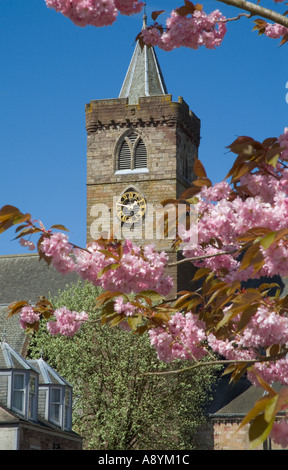Dh cathédrale de Dunblane DUNBLANE STIRLINGSHIRE tour de l'horloge de l'Église printemps cherry blossom tree branches Banque D'Images