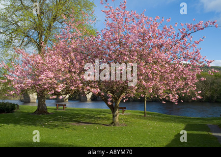 Dh Tay PERTHSHIRE DUNKELD cerisier rose Fleurs Prunus serrulata en pleine floraison Banque D'Images