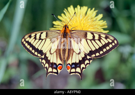 Papilio machaon papillon nouvellement hatch assis sur une fleur jaune de pissenlit Banque D'Images