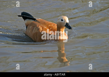 Tadorne CASARCA TADORNA FERRUGINEA NATATION FV Banque D'Images