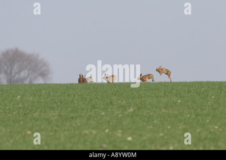 Lièvre BRUN LEPUS CAPENSIS GROUP JOUANT SUR SKYLINE Banque D'Images