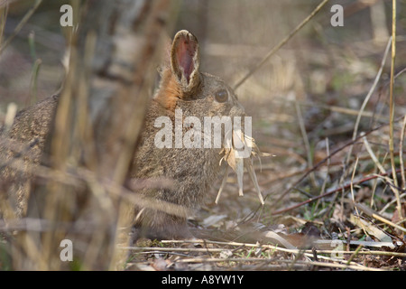 Lapin Oryctolagus cuniculus rassemblement féminin dans la litière POUR FAIRE DES NIDS Banque D'Images