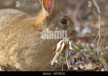 Lapin Oryctolagus cuniculus rassemblement féminin dans la litière POUR FAIRE DES NIDS Banque D'Images