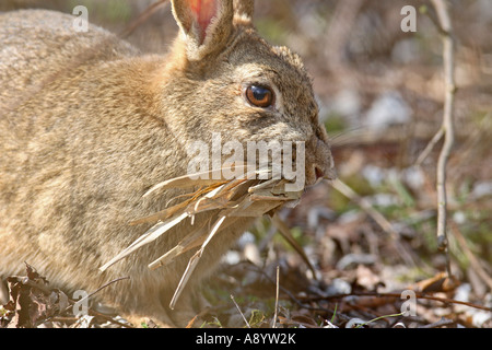 Lapin Oryctolagus cuniculus rassemblement féminin dans la litière POUR FAIRE DES NIDS Banque D'Images