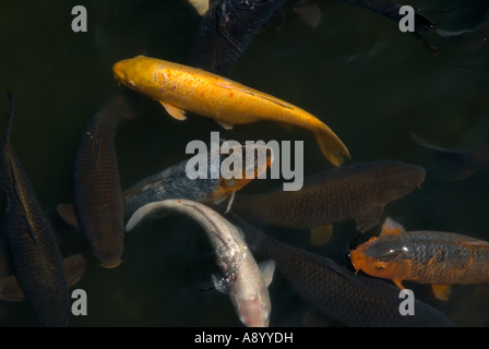 Couleurs vives et grande vie koi pour l'alimentation dans les eaux sombres d'un étang de jardin japonais. Banque D'Images