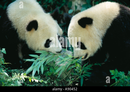 Deux Grand Panda oursons mangeant ensemble bambou Panda de Wolong dans la province du Sichuan, Chine réserve Banque D'Images