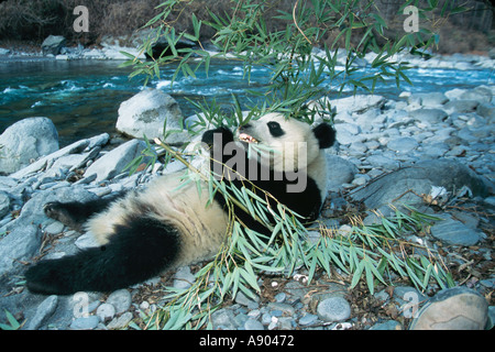 Le panda géant mange bambou sur roche par la rivière de la réserve de Wolong dans la province du Sichuan, Chine Panda Banque D'Images