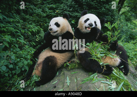 Deux pandas géants s'asseoir sur un rocher et manger bambou dans la forêt de la réserve de Wolong dans la province du Sichuan, Chine Panda Banque D'Images