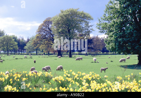 Agneaux de printemps avec des moutons dans les champs des agriculteurs au-delà de la floraison des jonquilles UK Scotland Tayside Banque D'Images