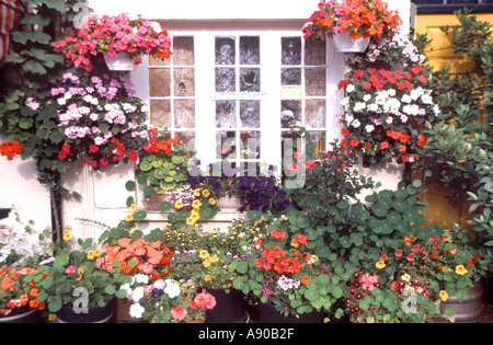 Jardin avant l'affichage de l'été fleurs annuelles en fleurs autour de la fenêtre de la chambre de l'East Anglia Suffolk Aldeburgh England UK Banque D'Images