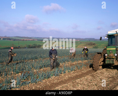 Les travailleurs migrants issus de champ de récolte sur les poireaux dans le Lincolnshire Wolds Angleterre Banque D'Images