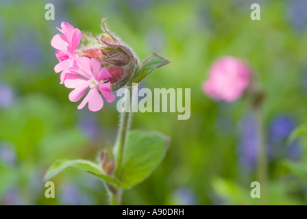 Une macro nature libre de droit d'anglais frais fleurs des bois tourné en beau soleil d'été Banque D'Images