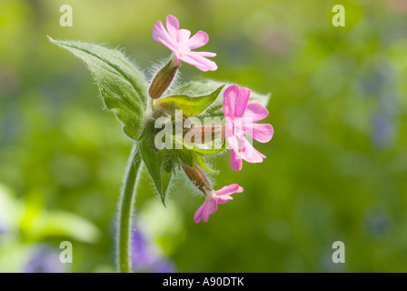 Une macro nature libre de droit d'anglais frais fleurs des bois tourné en beau soleil d'été Banque D'Images