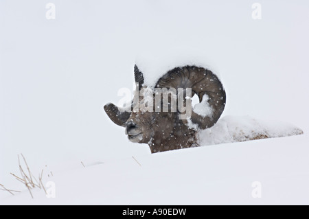 Un adulte pose de mouflons dans la neige. Banque D'Images