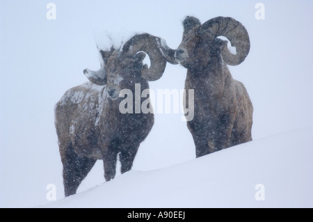 Deux mouflons à vers le bas d'une colline, dans une tempête de neige. Banque D'Images