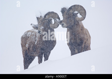 Deux mouflons à vers le bas d'une colline, dans une tempête de neige. Banque D'Images