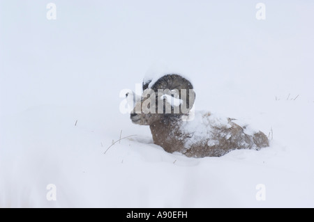 Un adulte pose de mouflons dans la neige. Banque D'Images