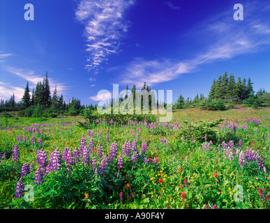 Mountain Meadow Fleurs sauvages 5 Banque D'Images