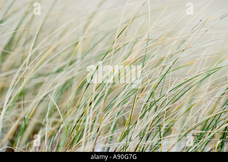 Un semi abstract close up image de graminées et de dunes de sable blanc tourné sur une plage sur la côte nord-ouest de l'Ecosse Banque D'Images