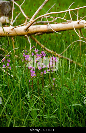 Shooting Star (Dodecatheon alpin alpinum), Yosemite, California, USA Banque D'Images