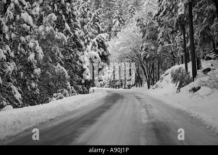 Arbres couverts de neige et de feuilles dans le Parc National de Yosemite Banque D'Images