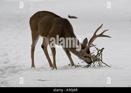 Le Cerf mulet le pâturage dans la neige de l'hiver à Yosemite Banque D'Images