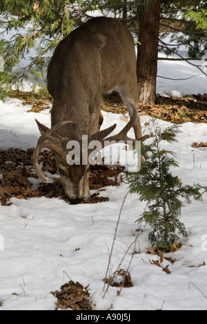 Le Cerf mulet le pâturage dans la neige de l'hiver à Yosemite Banque D'Images