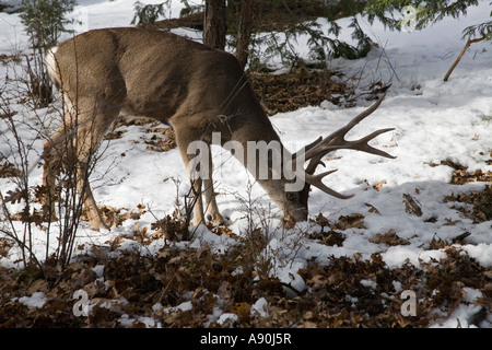 Le Cerf mulet le pâturage dans la neige de l'hiver à Yosemite Banque D'Images