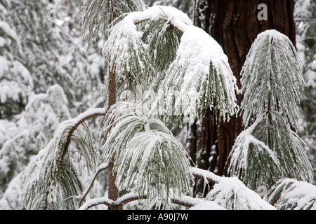 Arbres couverts de neige et de feuilles dans le Parc National de Yosemite Banque D'Images