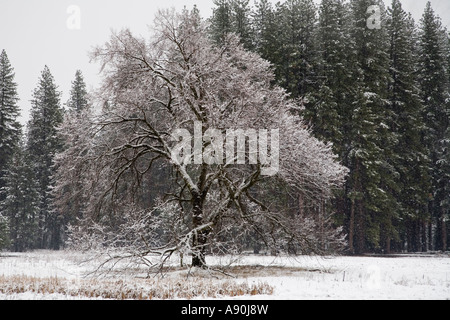 Arbres couverts de neige et de feuilles dans le Parc National de Yosemite Banque D'Images